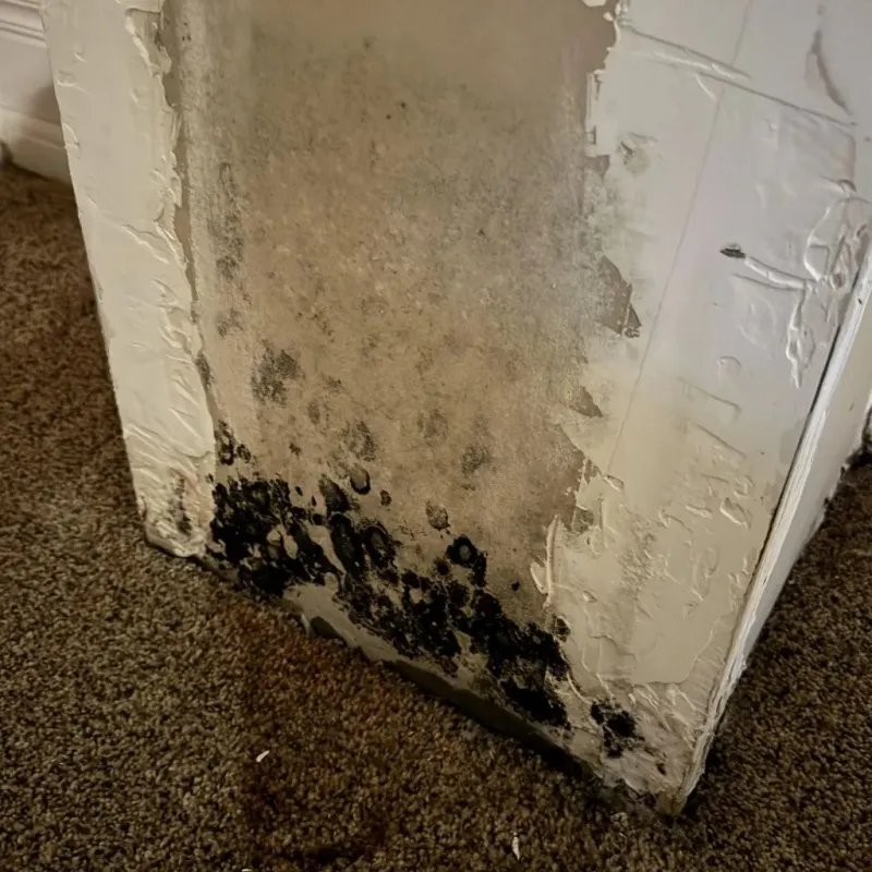 Professional Mold Removal in Cedar Hills, UT